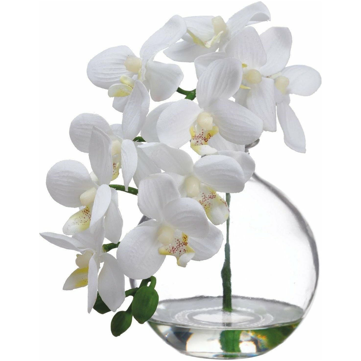 Arreglo Floral Orquidea - Monnry